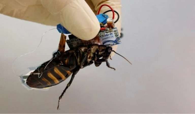 Cucarachas ‘cyborg’ japonesas hechas para rescates en desastres