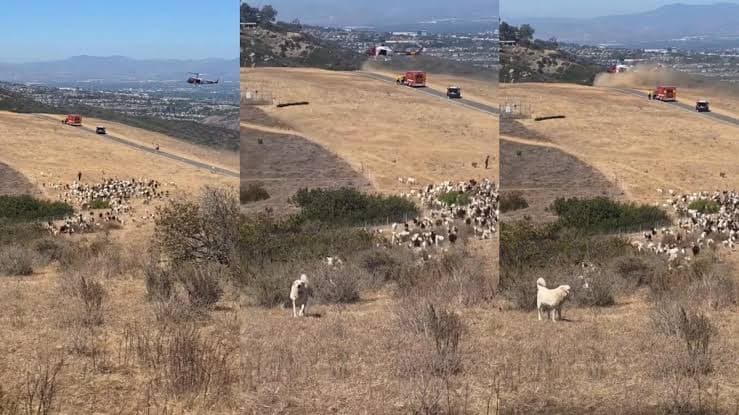 Un perro se convirtió en el héroe de un rescate en helicóptero y todo quedó en video