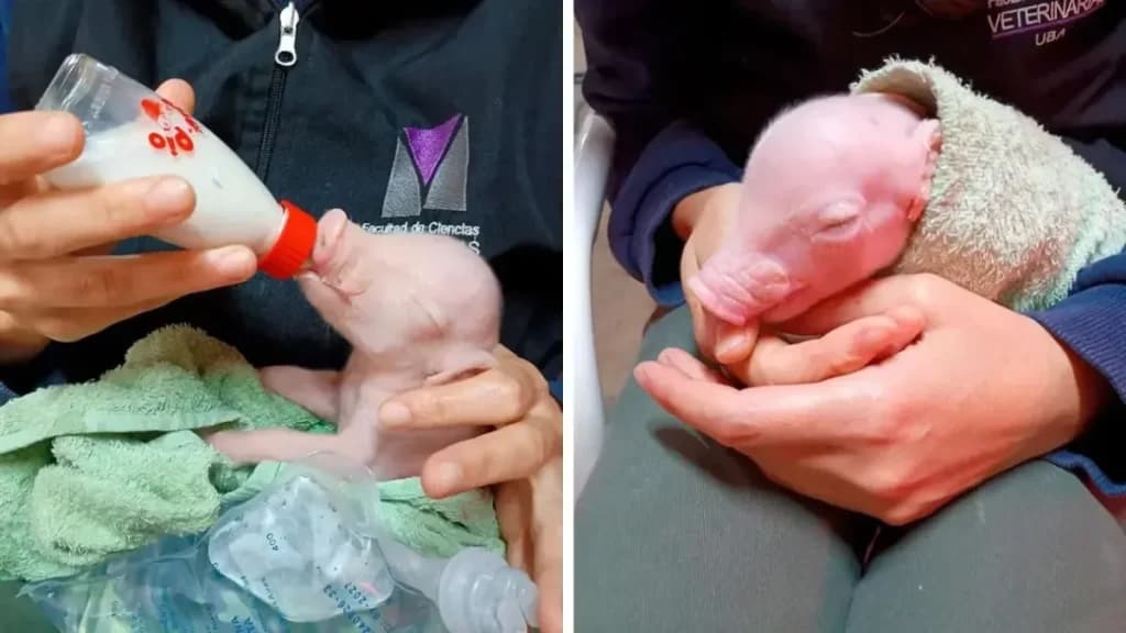 Argentina clona el primer cerdo para trasplantes humanos en Latinoamérica